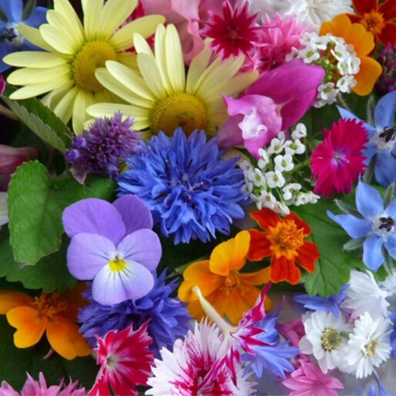 20 популярни ядливи цветя
